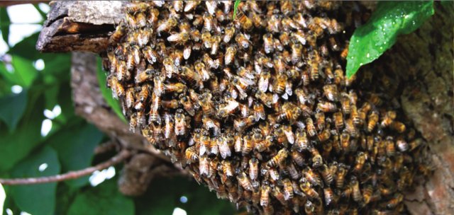 How Do I Prevent Bees From Swarming?