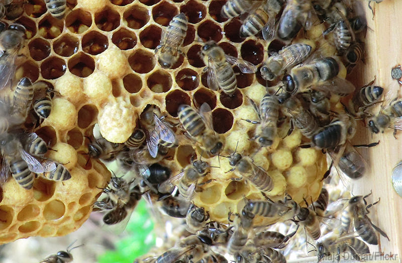 How Do I Prevent Bees From Swarming?