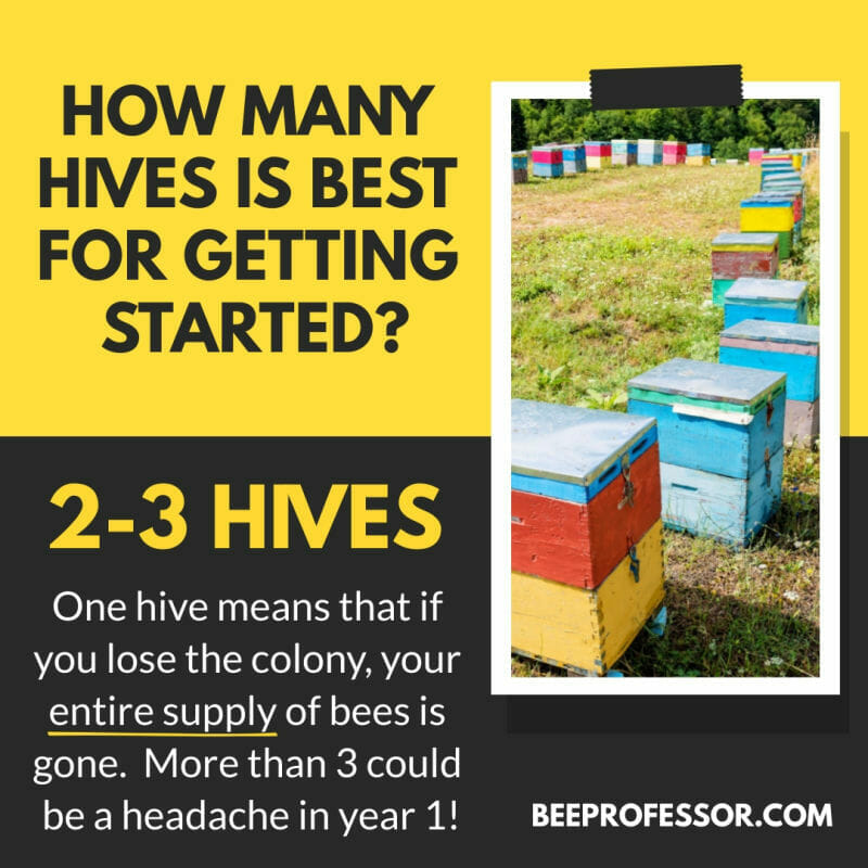 How Many Bees Do I Need To Start A Hive?