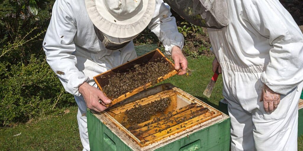 How Much Do Beekeepers Make An Hour?