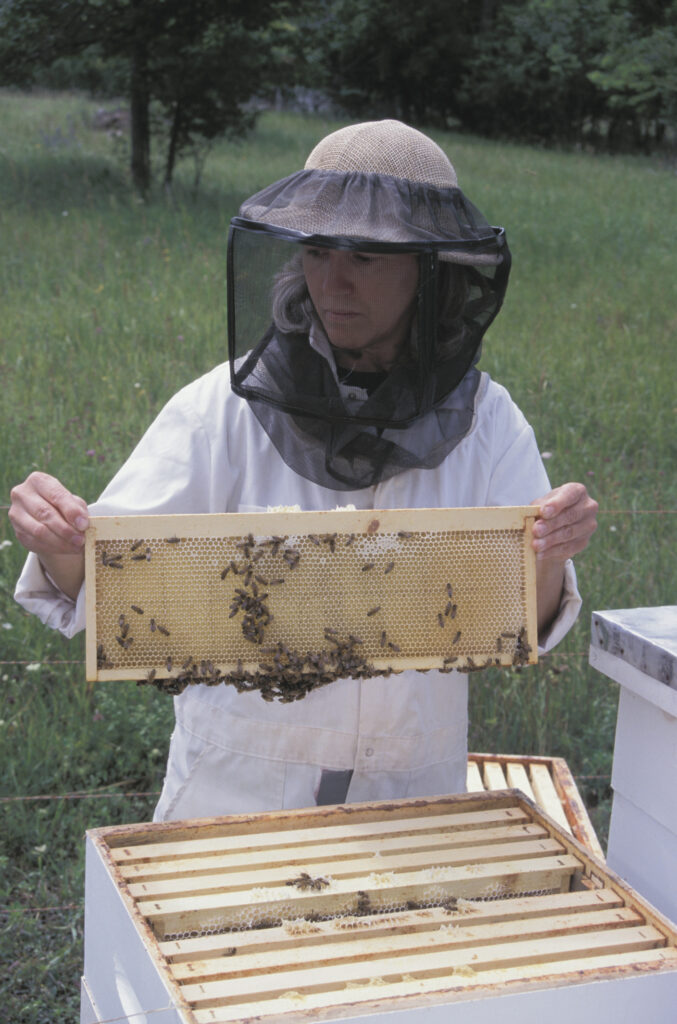 How Much Do Beekeepers Make An Hour?