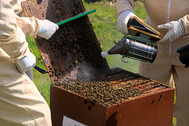 How Much Do Beekeepers Make An Hour?