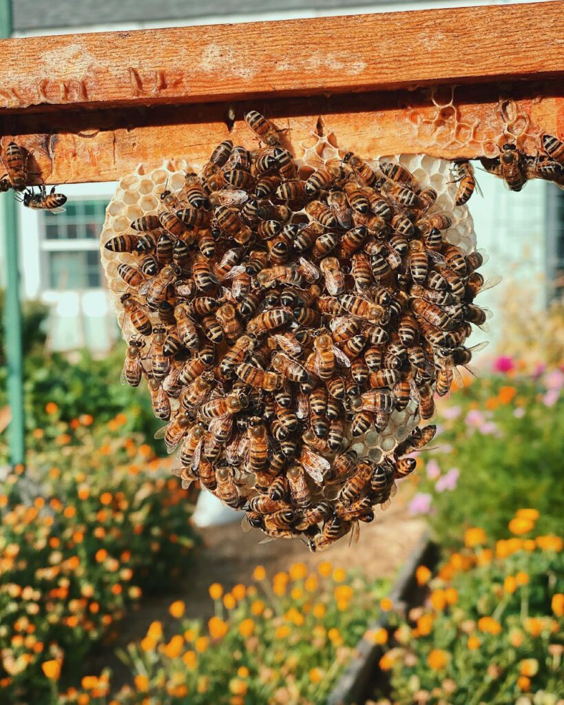 How To Attract Bees To My Garden Without A Beehive?