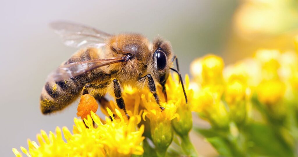 How To Get Rid Of Bees Without Killing Them?
