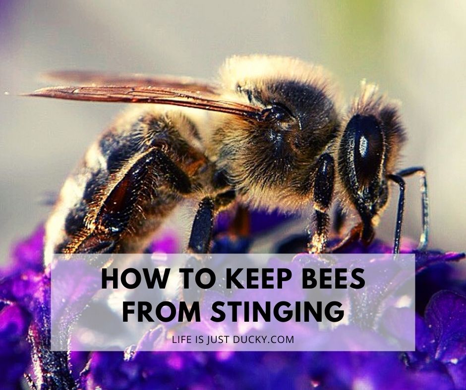 How To Prevent Bees From Stinging Me?
