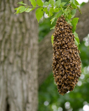 How To Tell If A Beehive Is Abandoned?