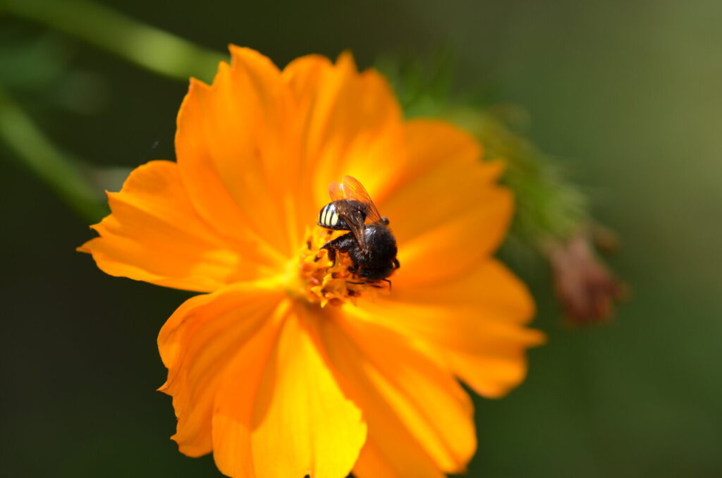 Human factors affect bees’ communication, researchers find