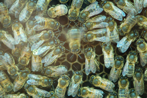 Human factors affect bees’ communication, researchers find