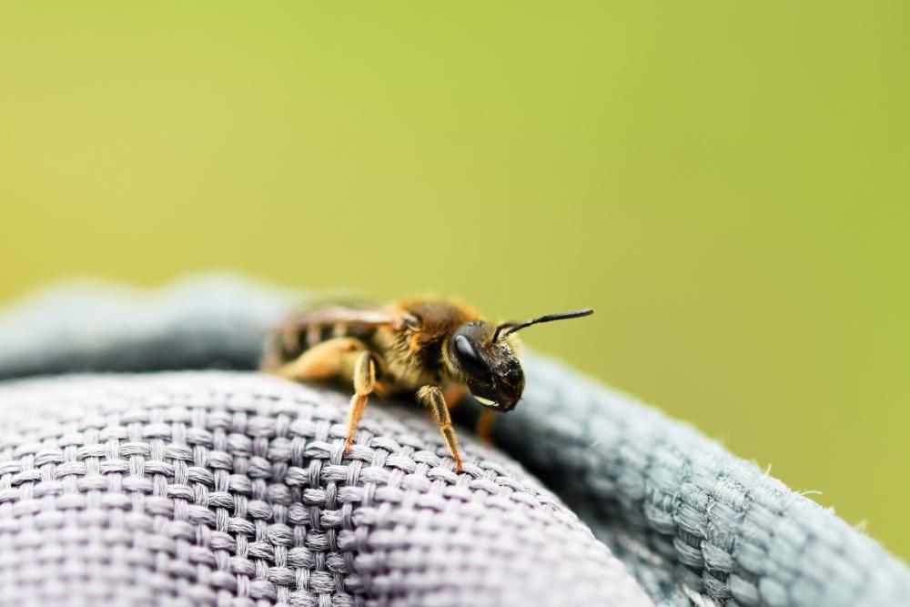 Inside the world’s first native bee sanctuary