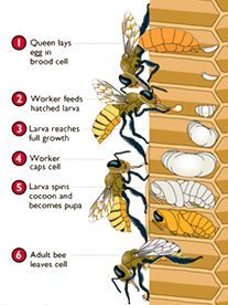 Secrets Of The Hive: The Role Of Anatomy In Bee Social Structures