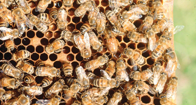 The Art Of Bee Whispering: Understanding Bee Behavior And Communication