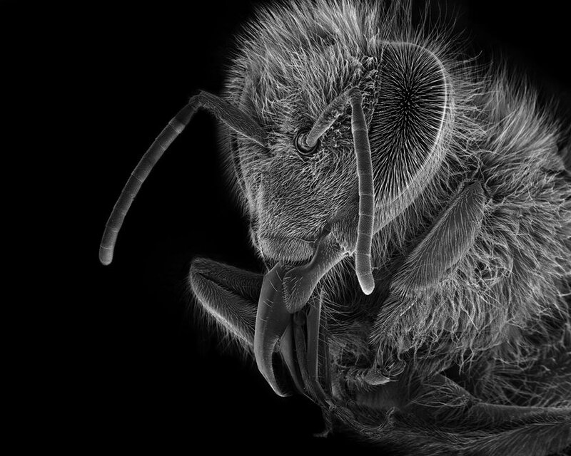 The Bees Knees: A Closer Look At Insect Physiology