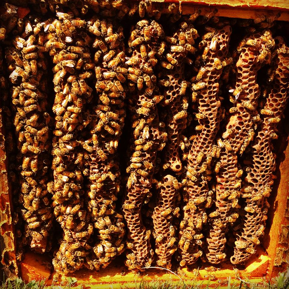 The Buzz On Beekeeping: A Beginners Guide To Starting Your Hive