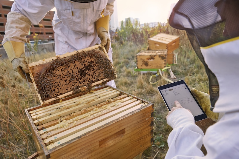 The Challenges Of Urban Beekeeping: Tips For City Dwellers