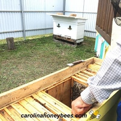 The Challenges Of Urban Beekeeping: Tips For City Dwellers