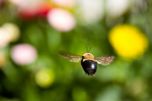 The Power Of Flight: Dissecting The Aerodynamics Of Bee Wings