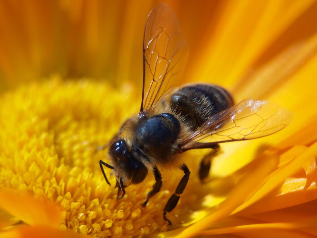 The Worlds First Vaccine for Honeybees: How Does It Work?