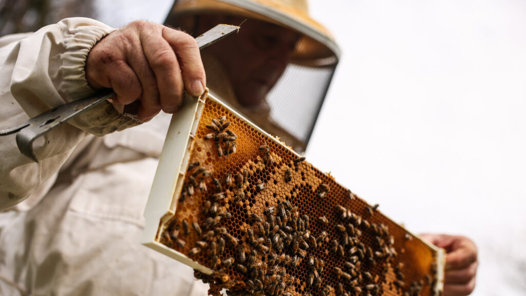 The Worlds First Vaccine for Honeybees: How Does It Work?