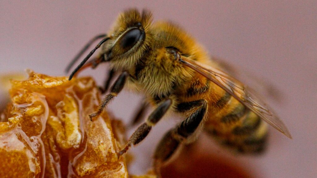 The Worlds First Vaccine for Honeybees: How Does It Work?