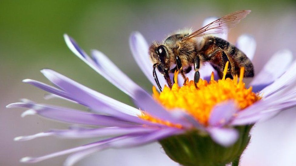 The Worlds First Vaccine for Honeybees: How Does It Work?