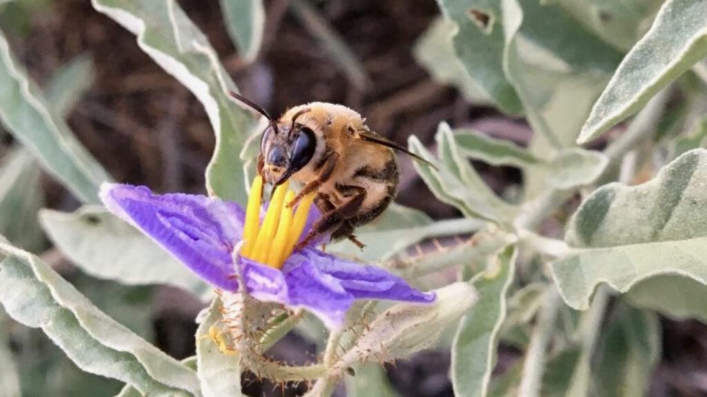 UC Irvine biologists discover bees to be brew masters of the insect world