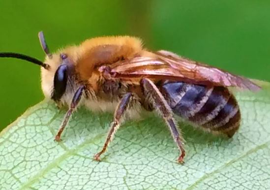 UC Irvine biologists discover bees to be brew masters of the insect world