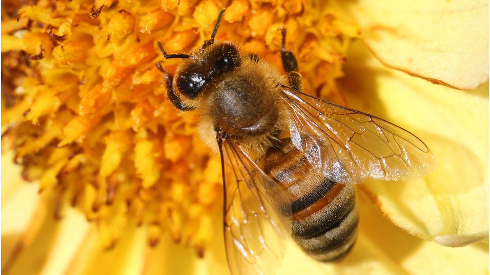 US Approves Worlds First Vaccine for Declining Honey Bees