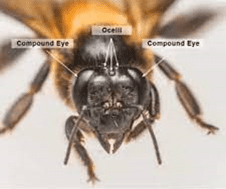 Vision In Stripes: Decoding The Complex Eyes Of Bees