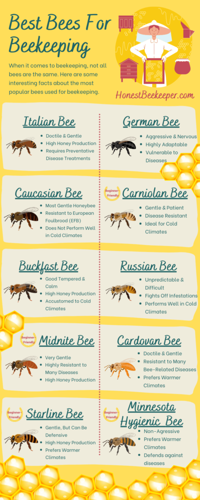 What Are The Best Types Of Bees For Beginners?