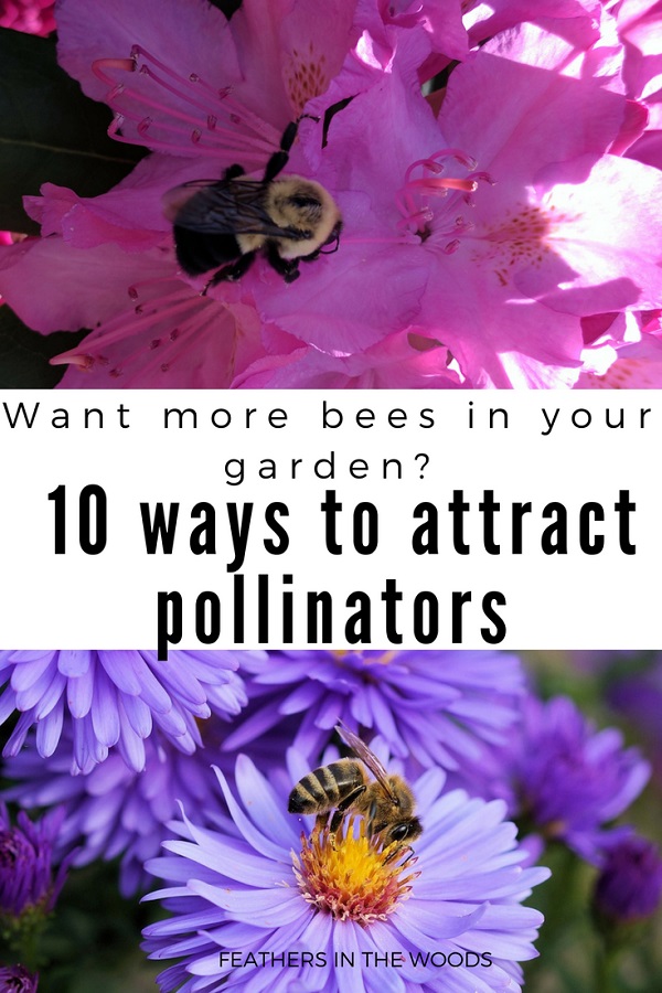 What Are The Best Ways To Attract Bees To My Garden?