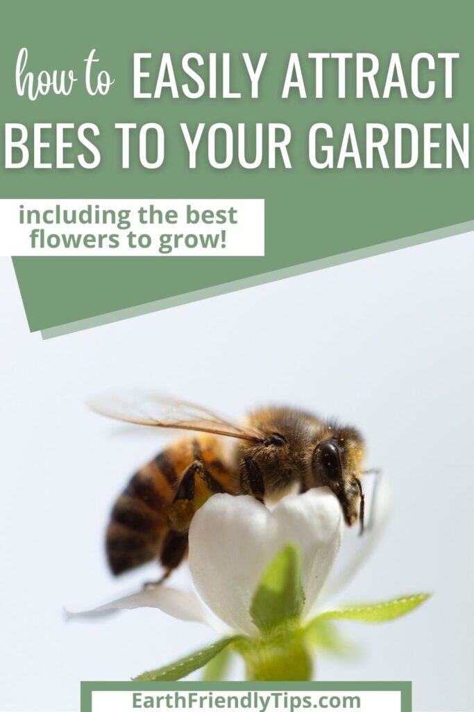 What Are The Best Ways To Attract Bees To My Garden?