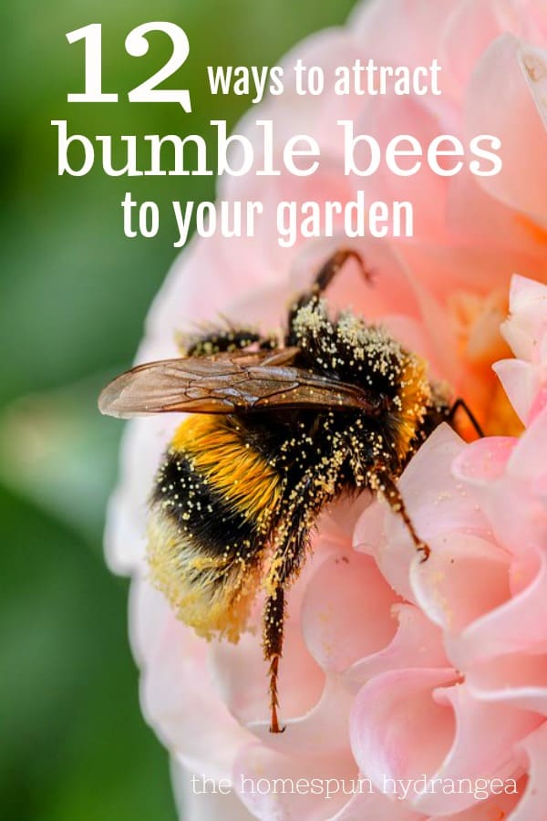 What Are The Best Ways To Attract Bees To My Garden?