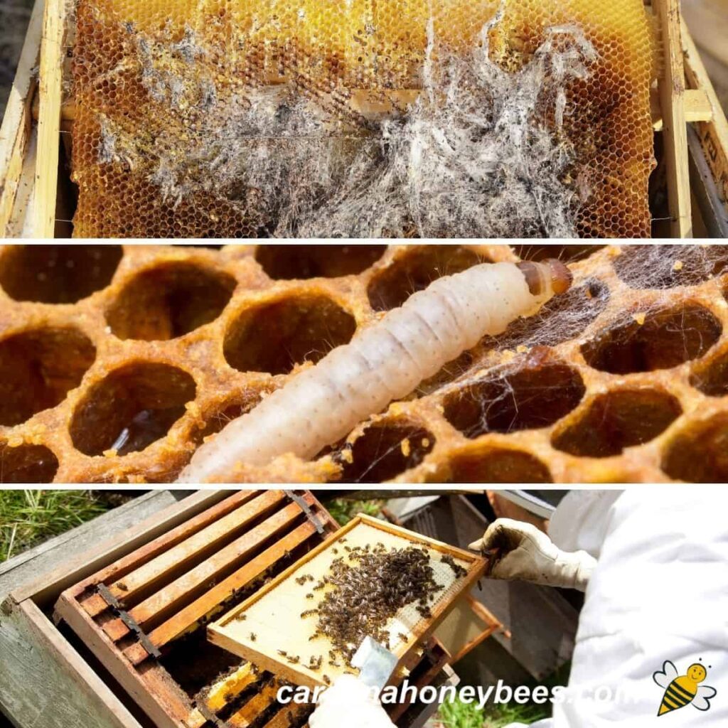 What Are The Best Ways To Manage Pests And Diseases In My Beehive?