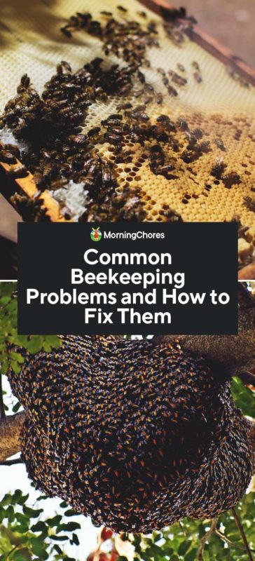 What Are The Best Ways To Manage Pests And Diseases In My Beehive?