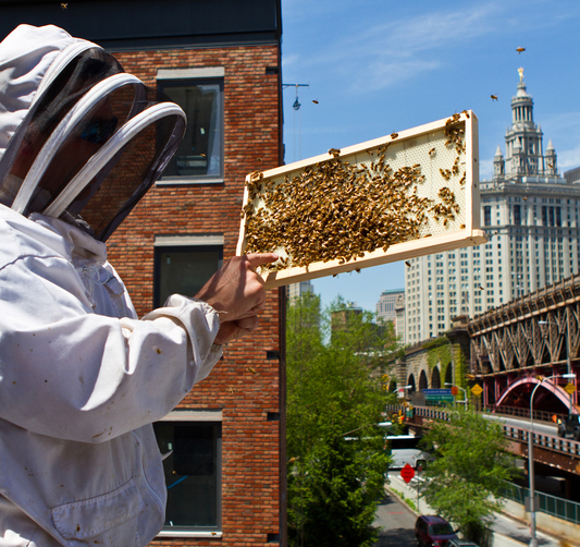 What Are The Challenges Of Beekeeping In Urban Areas?