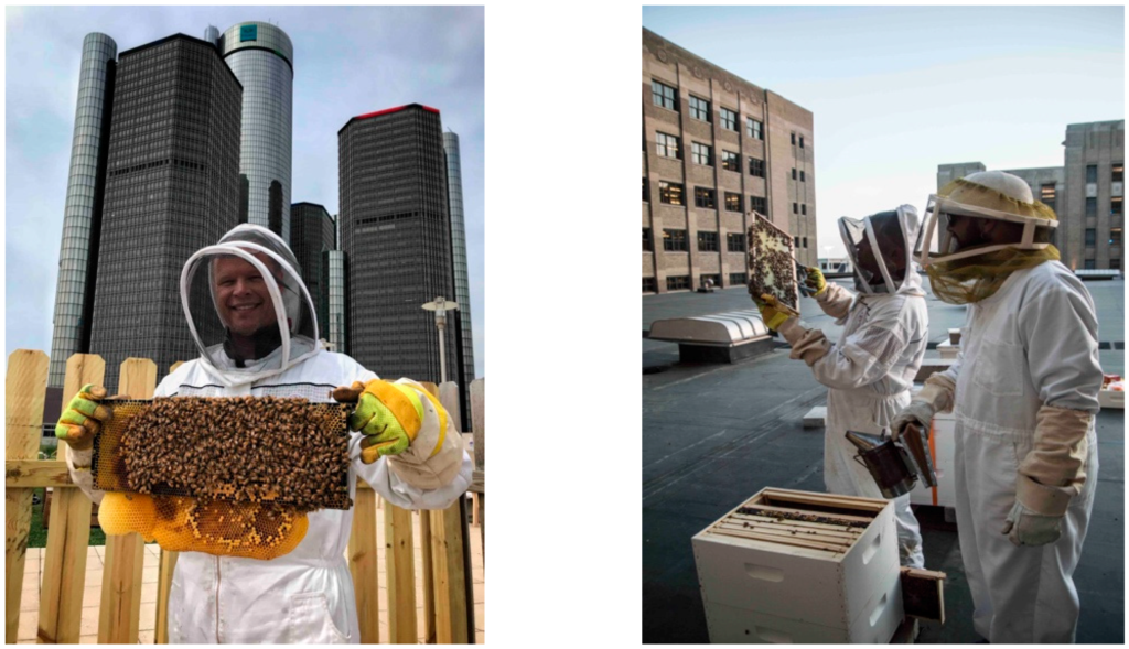 What Are The Challenges Of Beekeeping In Urban Areas?