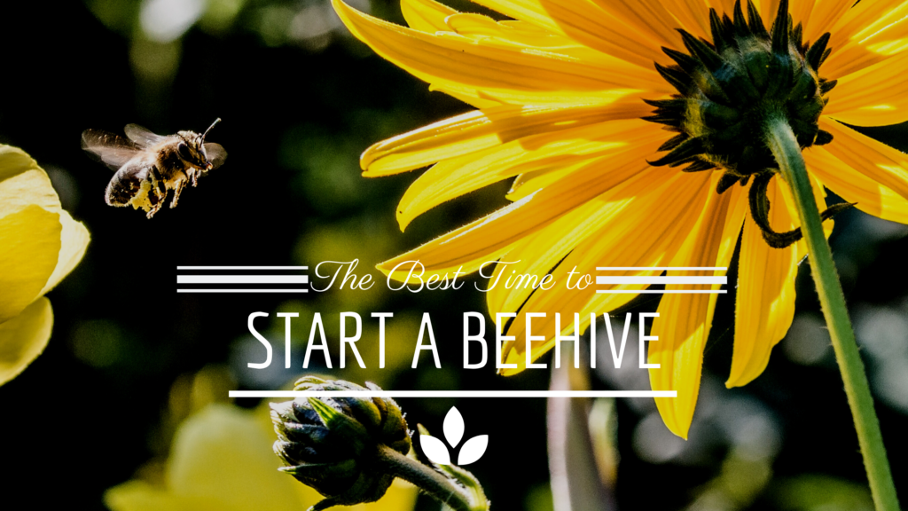 What Is The Best Time Of Year To Start Beekeeping?