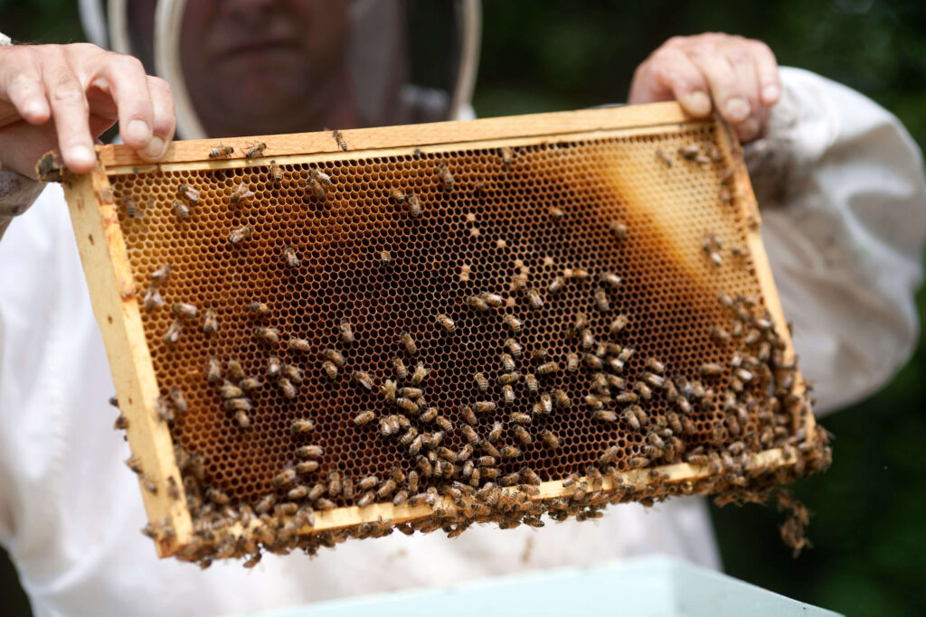 What Is The Best Way To Harvest Honey?