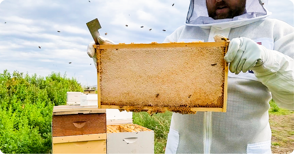 What Is The Best Way To Harvest Honey?