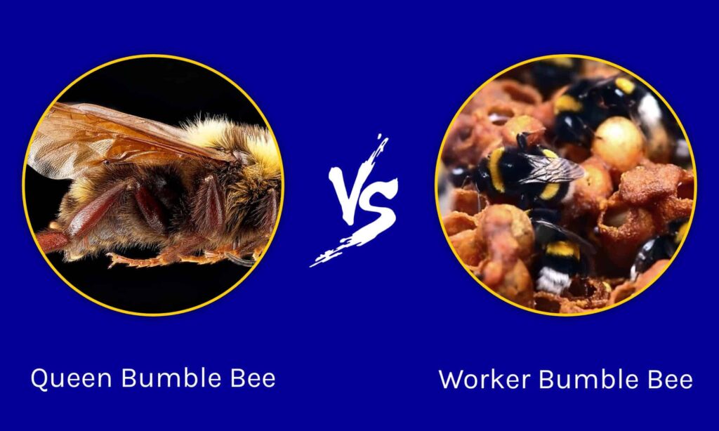 What Is The Difference Between A Queen Bee And A Worker Bee?