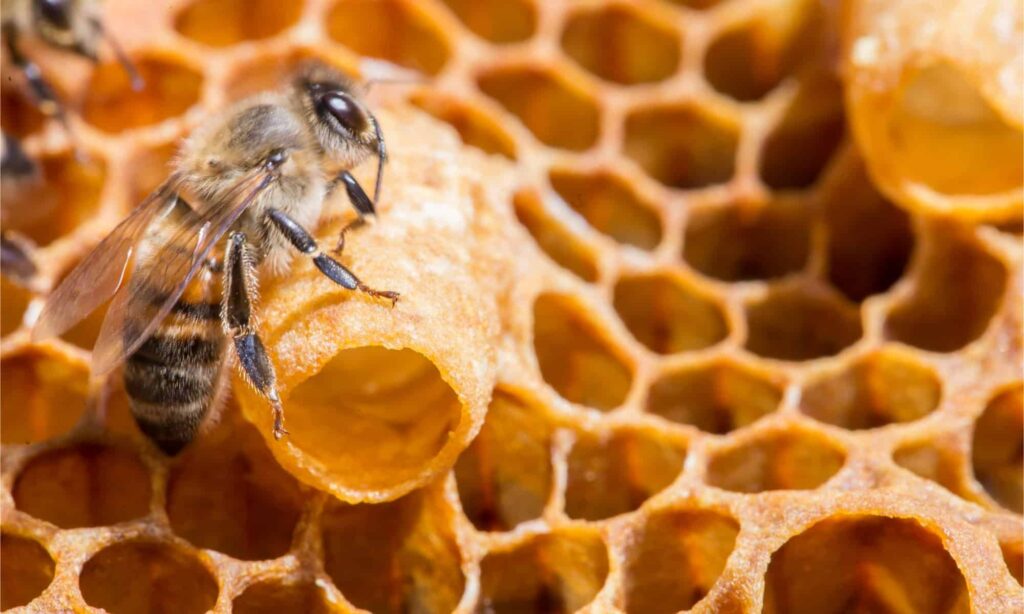 What Is The Difference Between A Queen Bee And A Worker Bee?