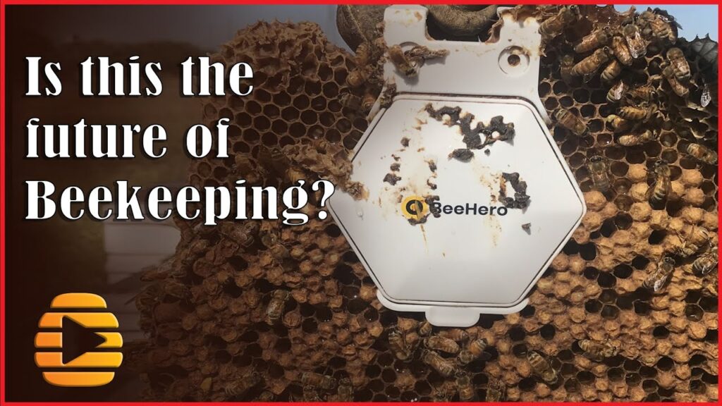 What Is The Future Of Beekeeping?
