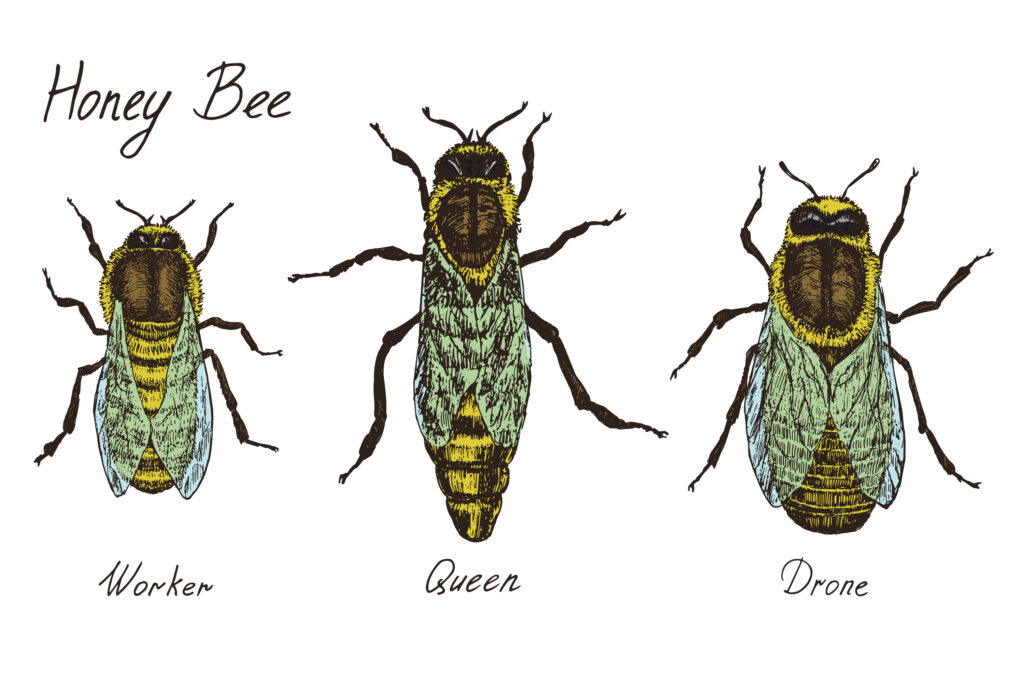 What Is The Role Of The Drone Bee?