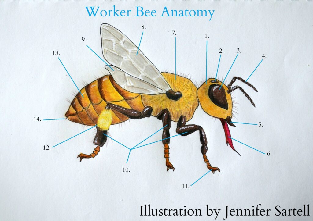 Wings, Antennae, And Stingers: The Fascinating Parts Of A Bee