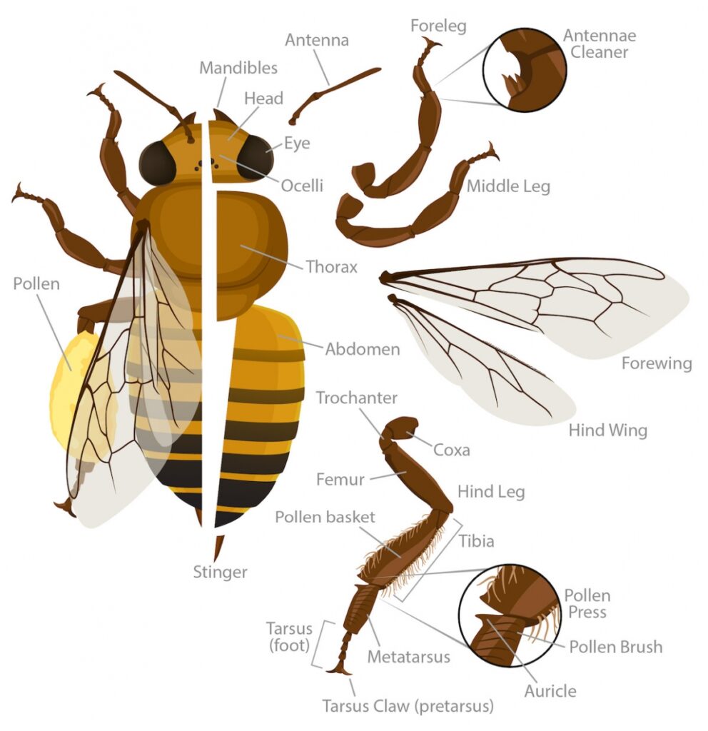 Wings, Antennae, And Stingers: The Fascinating Parts Of A Bee